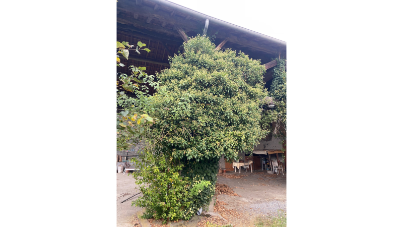 Arrachage manuel de lierre grimpant sur poteau bois de grange à Landorthe proche de Saint-Gaudens – Occitanie