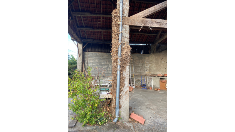 Arrachage manuel de lierre grimpant sur poteau bois de grange à Landorthe proche de Saint-Gaudens – Occitanie