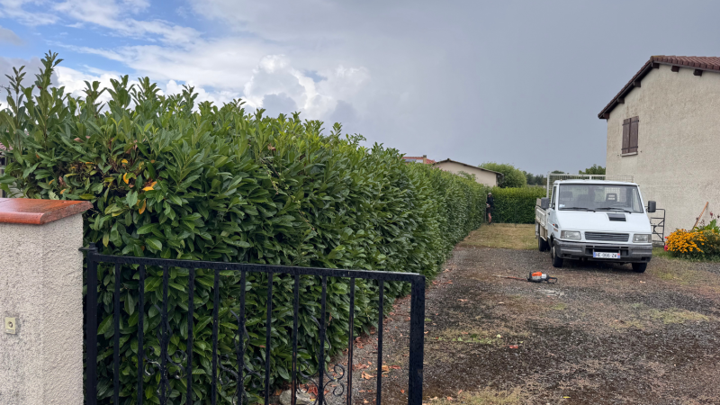 Taille experte d’une haie de laurier palme de 80 m de long avec matériel professionnel à Ausson proche de Montréjeau, Saint-Gaudens, Lannemezan et Cazères