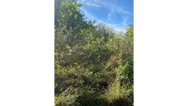 Artisan spécialisé dans le débroussaillage, défrichement et broyage de parcelle pour un réaménagement de parc à Aspet en Occitanie