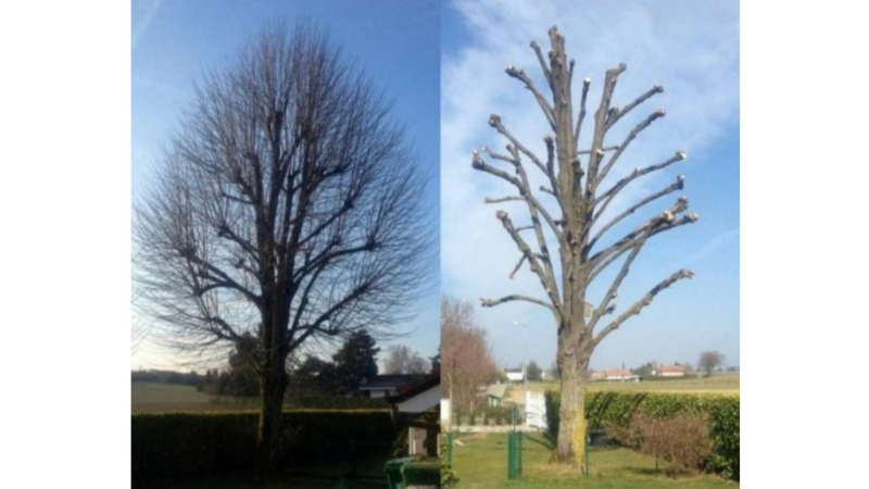 élagage d'un arbre de 10 mètres 