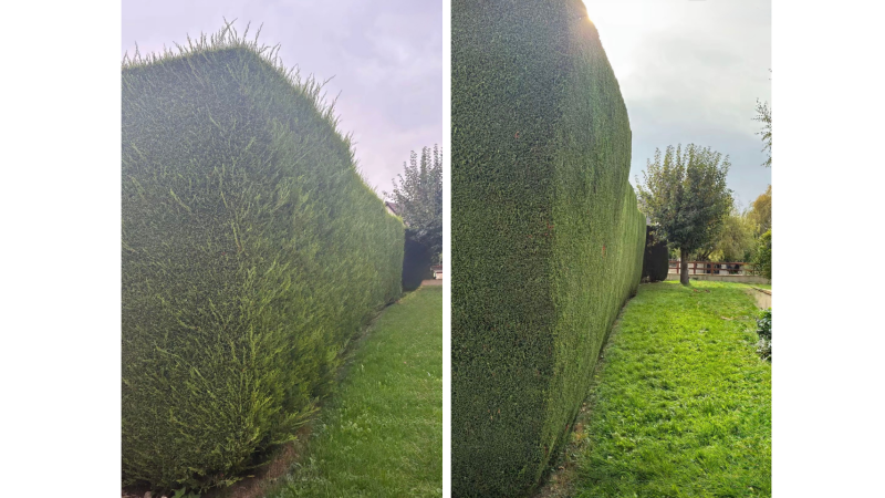 Taille professionnelle de haies à Ardiège par LAFONT ESPACES VERTS, jardinier élagueur grimpeur expert en entretien de jardin