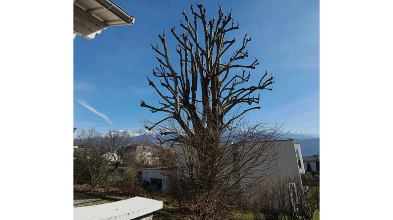élagage de sécurité a SAINT - GAUDENS