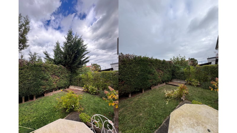 Élagage professionnel de thuyas débordant chez le voisinage