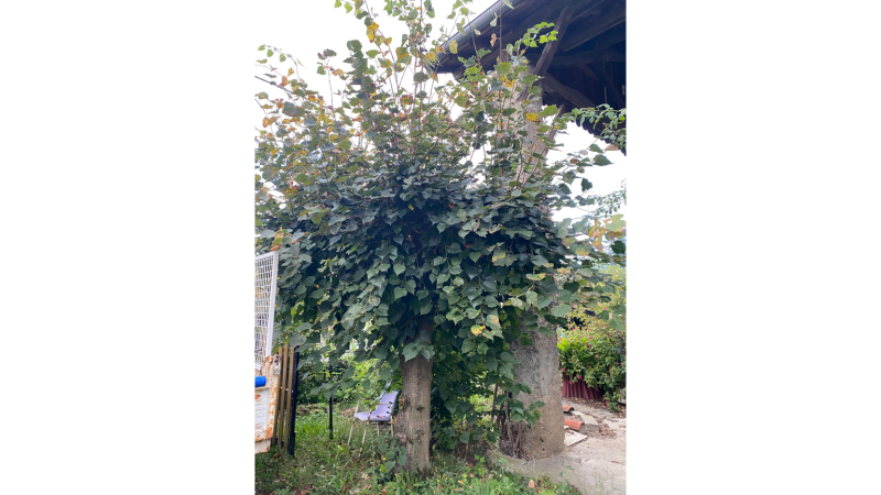 Avant émondage en tête de chat