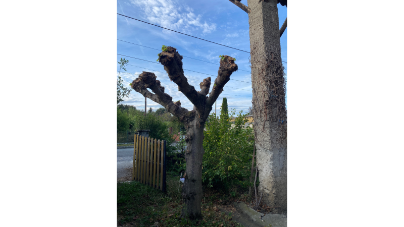 Apres émondage en tête de chat