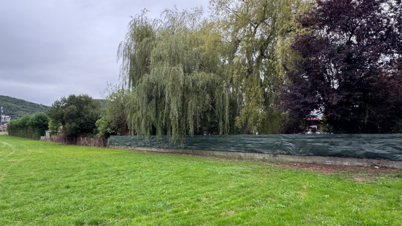 Coupe au pied d’une haie de sapinettes de 80m avec installation de brise-vue par LAFONT ESPACES VERTS à Saint-Gaudens