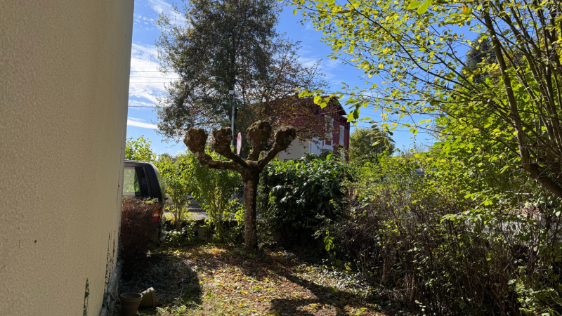 Taille d’entretien d’un arbre réalisée par LAFONT ESPACES VERTS : intervention experte de jardinier élagueur grimpeur à Saint - Gaudens
