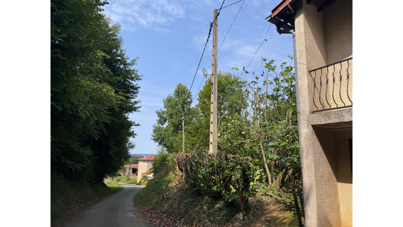 Réduction sécurisée d’une haie de palme de 8 mètres à 1m50 pour dégagement des lignes EDF & Télécom – Saint-Gaudens, Lannemezan et Cazères