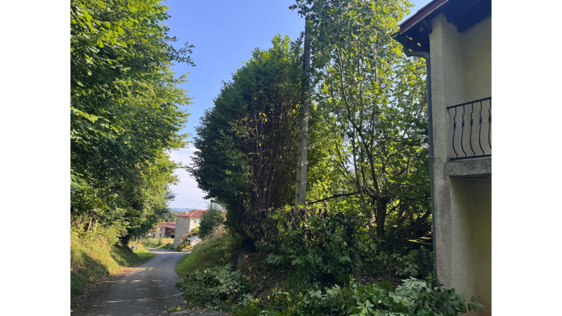 Réduction sécurisée d’une haie de palme de 8 mètres à 1m50 pour dégagement des lignes EDF & Télécom – Saint-Gaudens, Lannemezan et Cazères