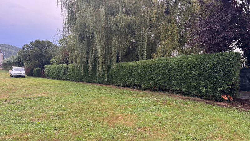 Coupe au pied d’une haie de sapinettes de 80m avec installation de brise-vue par LAFONT ESPACES VERTS à Saint-Gaudens