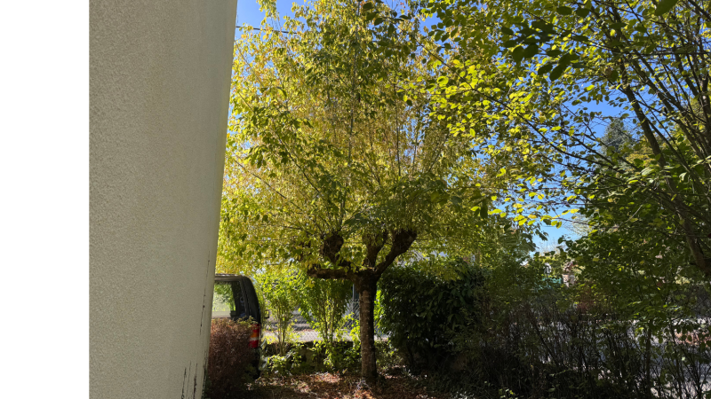 Taille d’entretien d’un arbre réalisée par LAFONT ESPACES VERTS : intervention experte de jardinier élagueur grimpeur à Saint - Gaudens