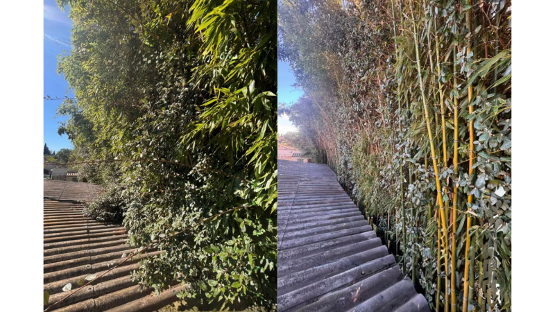 Élagage et taille professionnelle de bambou envahissant pour dégagement de toiture par LAFONT ESPACES VERTS à Aspet