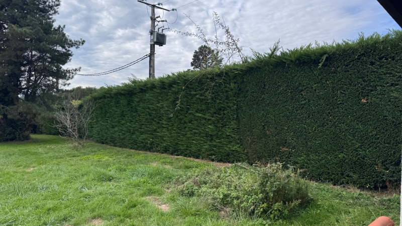 Taille experte et entretien précis de haies de cyprès de leyland par LAFONT ESPACES VERTS à Saint-Gaudens