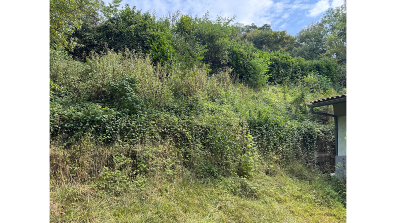 Débroussaillage expert d’un talus à forte pente envahi de ronces et petits arbres avec matériel adapté à Saint-Gaudens en Haute-Garonne