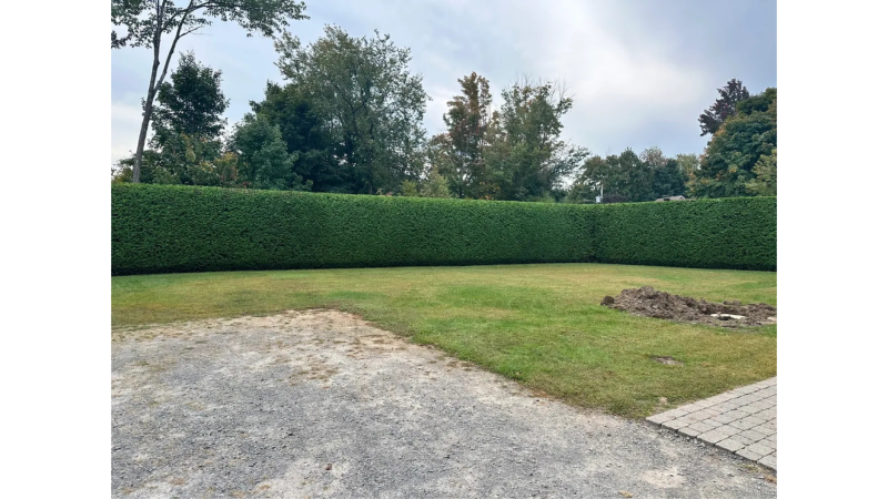 Haie taillé par LAFONT ESPACES VERTS