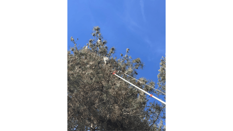  Quel est le prix pour élaguer un arbre à Saint Gaudens