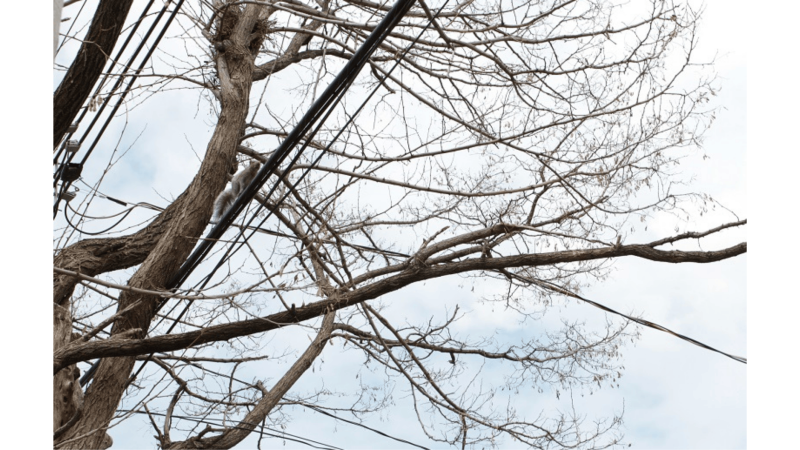 Arbre dans ligne électriques et telecom 