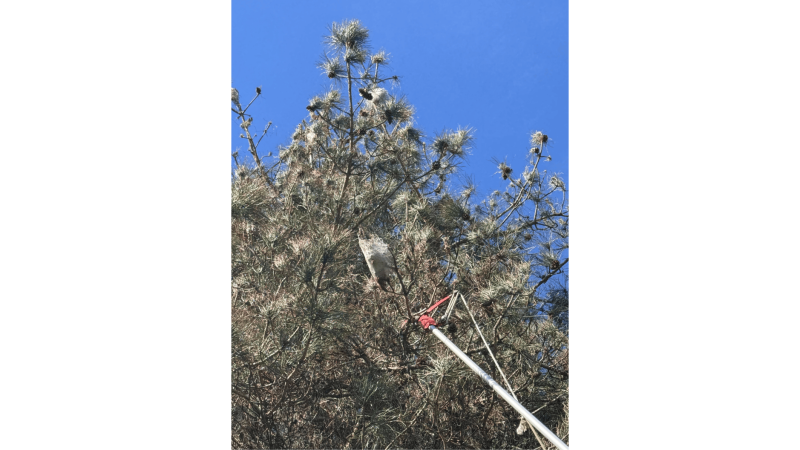 Elagage d'arbre de 10m à 20m à Saint Gaudens