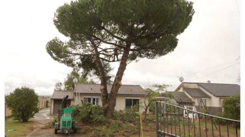 Élagage du pin en cours