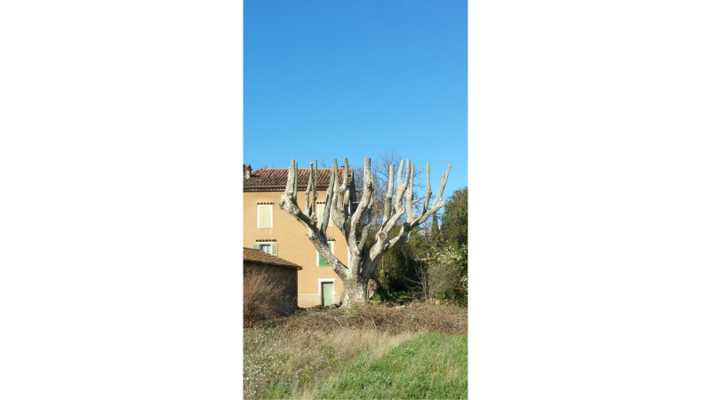 Platane après élagage 