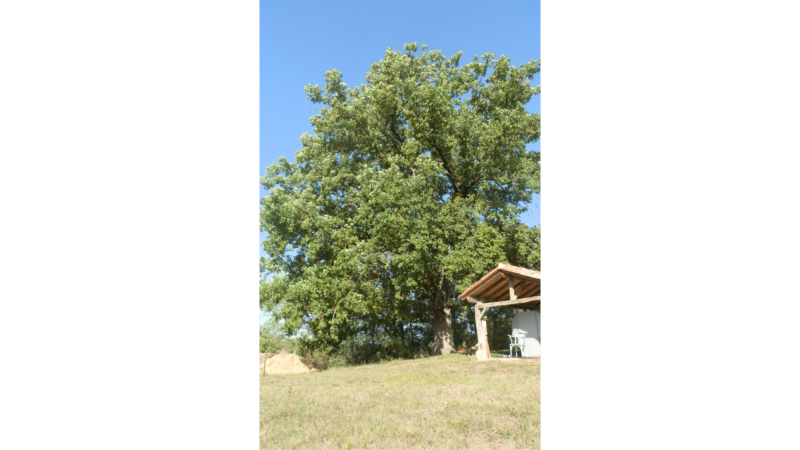 Chêne centenaire près d’une maison