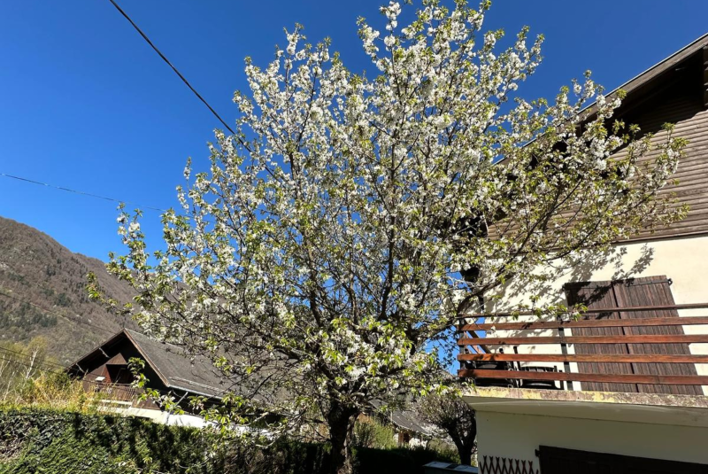 Arbre envahissant trop proche d'une habitation
