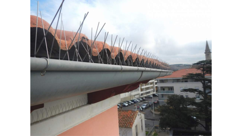 Nettoyage de toiture souillée par fientes de pigeons avec pose de pics anti pigeons et piégeage à Muret proche de Toulouse 