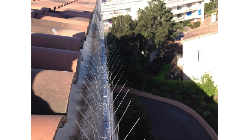 Nettoyage de toiture souillée par fientes de pigeons avec pose de pics anti pigeons et piégeage à Muret proche de Toulouse 