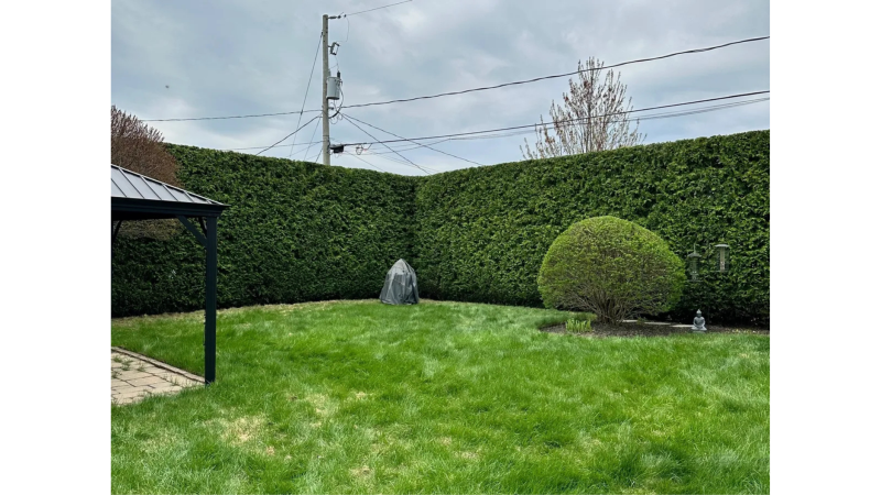 Haie taillée par LAFONT ESPACES VERTS