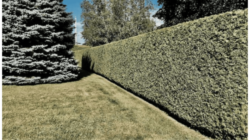 Haie propre et taillée 