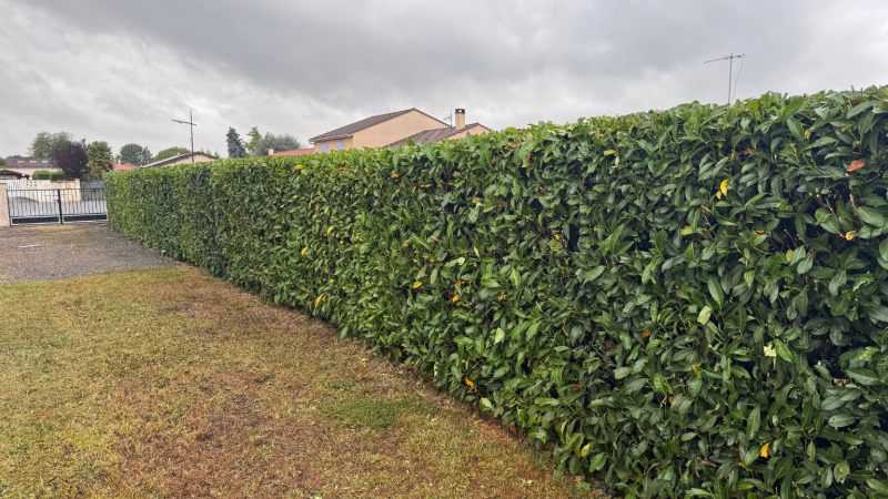 Taille experte d’une haie de palme occultante réalisée par LAFONT ESPACES VERTS à Bordes-de-Rivière proche de Saint-Gaudens,