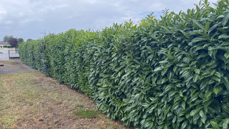 Taille experte d’une haie de palme occultante réalisée par LAFONT ESPACES VERTS à Bordes-de-Rivière proche de Saint-Gaudens,