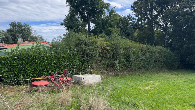 Rabattage sévère d’une haie de laurier et diverses essences à la tronçonneuse avec finition au taille-haie par LAFONT ESPACES VERTS à Saint-Gaudens