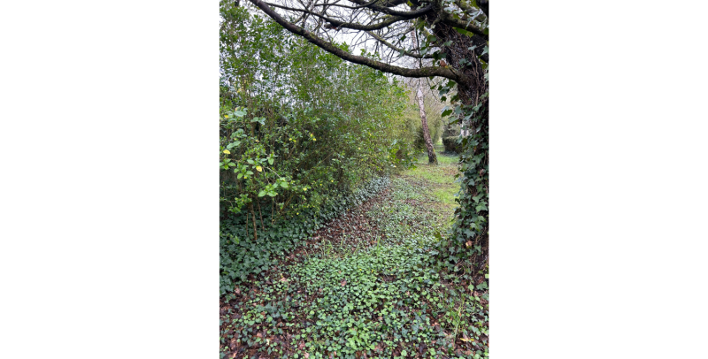 Abattage de chêne et bouleau avec enlèvement de haie envahissante et valorisation des déchets verts à Saint-Gaudens