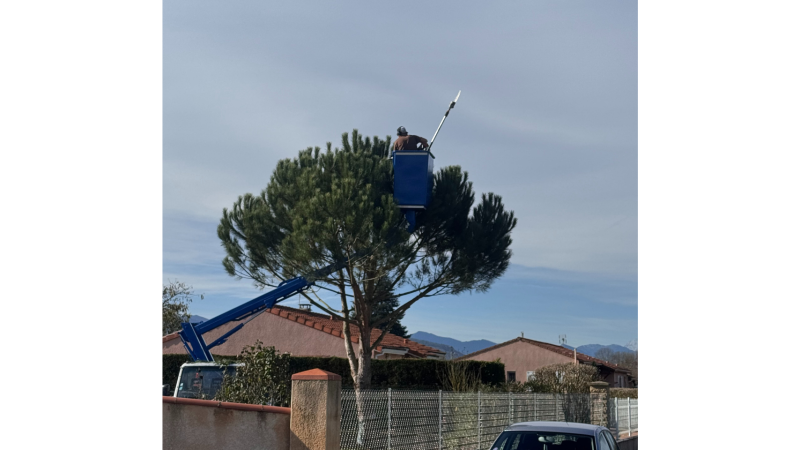 Elagage d'un pin avec nacelle