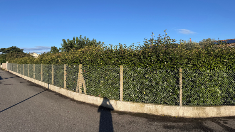 Taille experte et soignée de haie de Photinia par LAFONT ESPACES VERTS avec techniques professionnelles à Pointis-de-Rivière