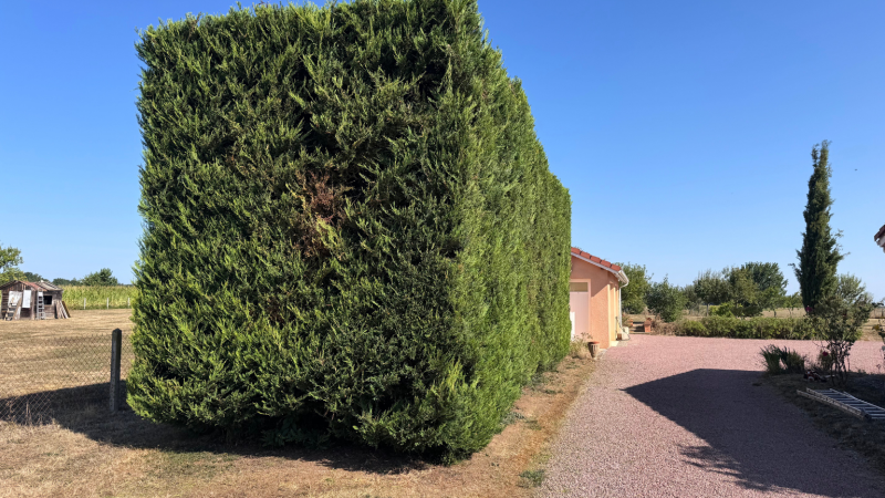 Taille précise et sécurisée d’une haie de thuyas de 10 mètres de long, 3 m de large et 4 m de haut à Ponlat-Taillebourg, Saint-Gaudens, Lannemezan et Cazères
