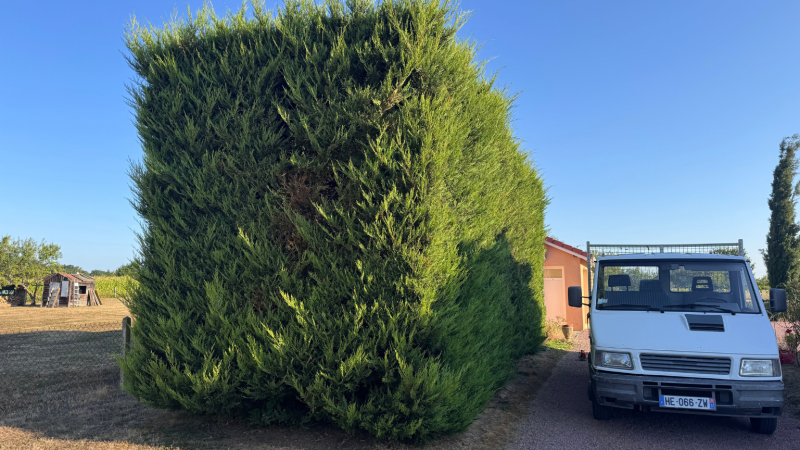 Taille précise et sécurisée d’une haie de thuyas de 10 mètres de long, 3 m de large et 4 m de haut à Ponlat-Taillebourg, Saint-Gaudens, Lannemezan et Cazères