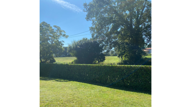 Apres taille de haie