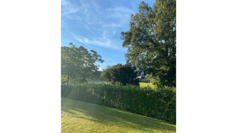 Avant taille de haie