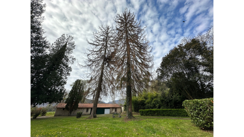 Élagage (démontage) puis abattage de 2 sapins de 30 m par LAFONT ESPACES VERTS – Saint Gaudens, Lannemezan, Cazères