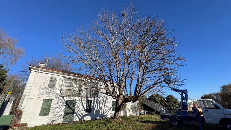 Elagueur Saint - Gaudens