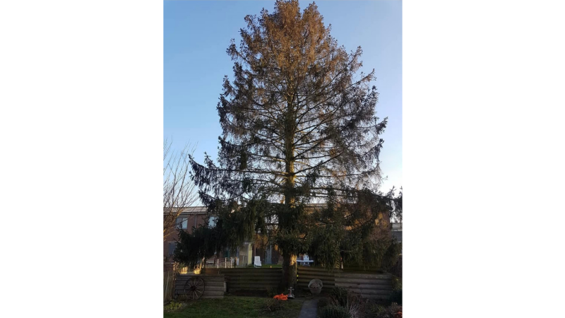 sapin de 20 mètres proche de la maison